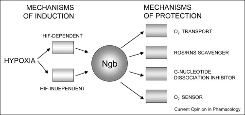 tissue damage progression
