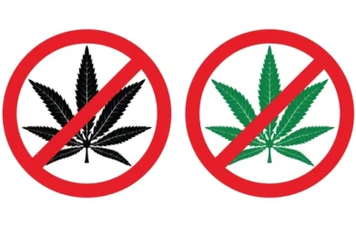 Cannabis